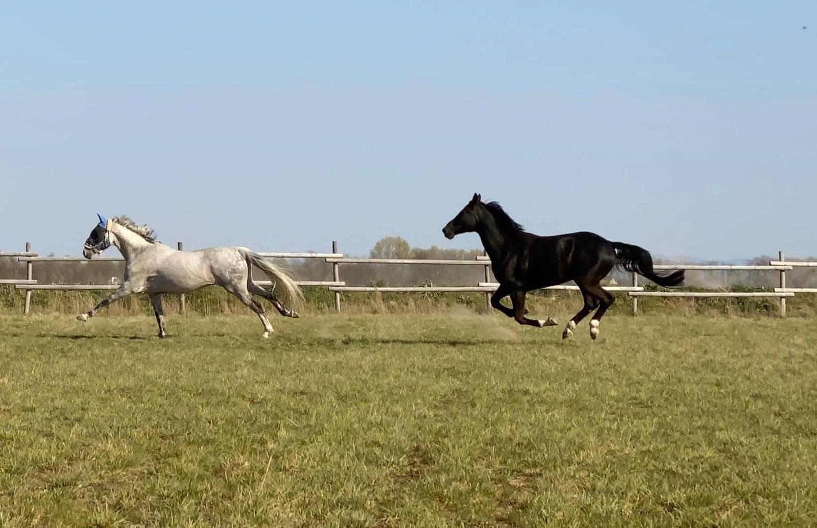 Freiarbeits-Kurs 1 & 2